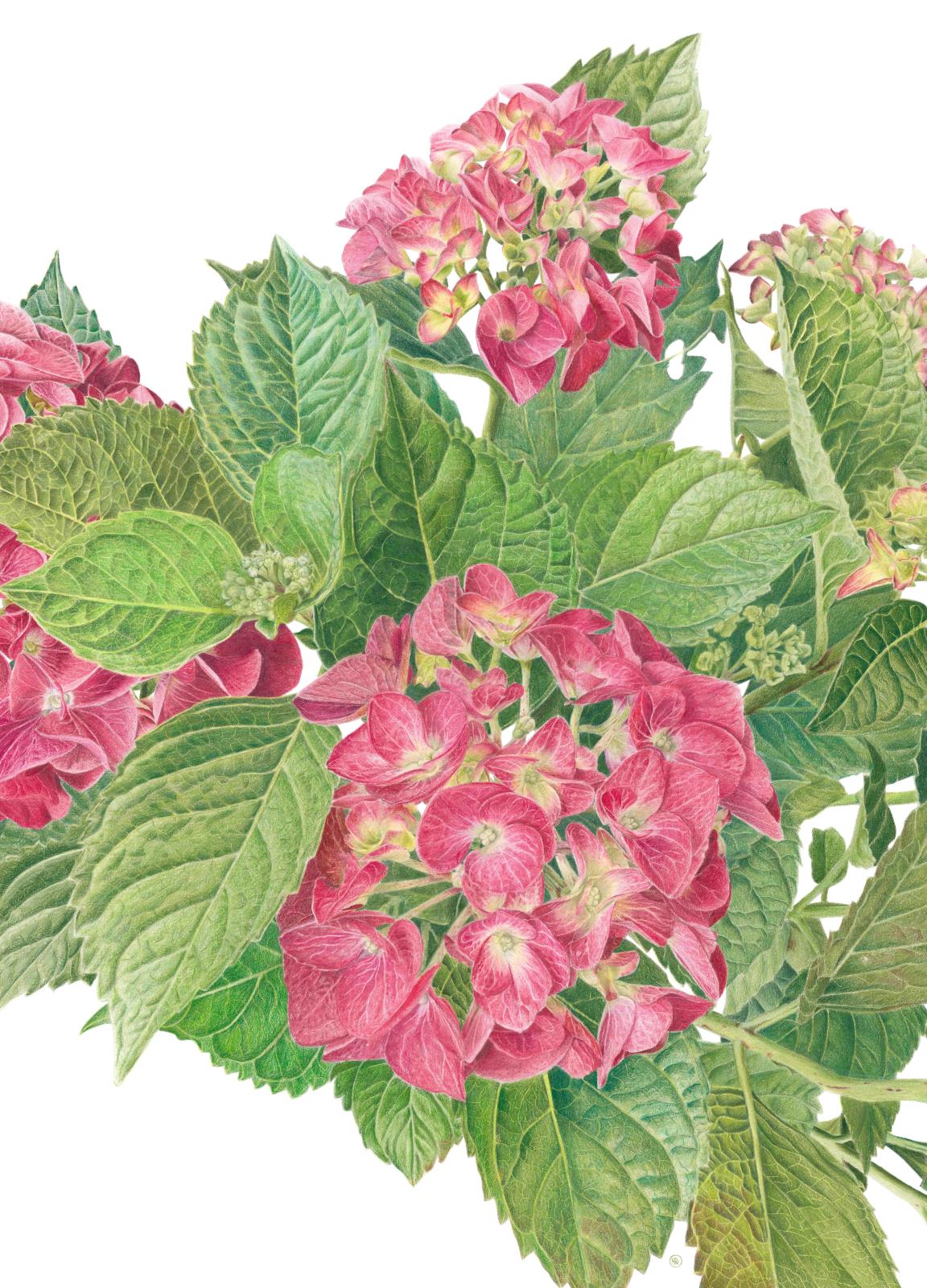 Hydrangea macrophylla